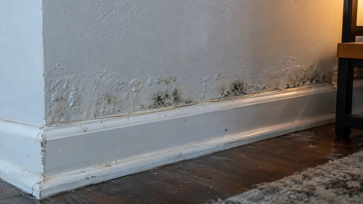 Early mold spots forming on damp drywall at the base of a wall after a water leak