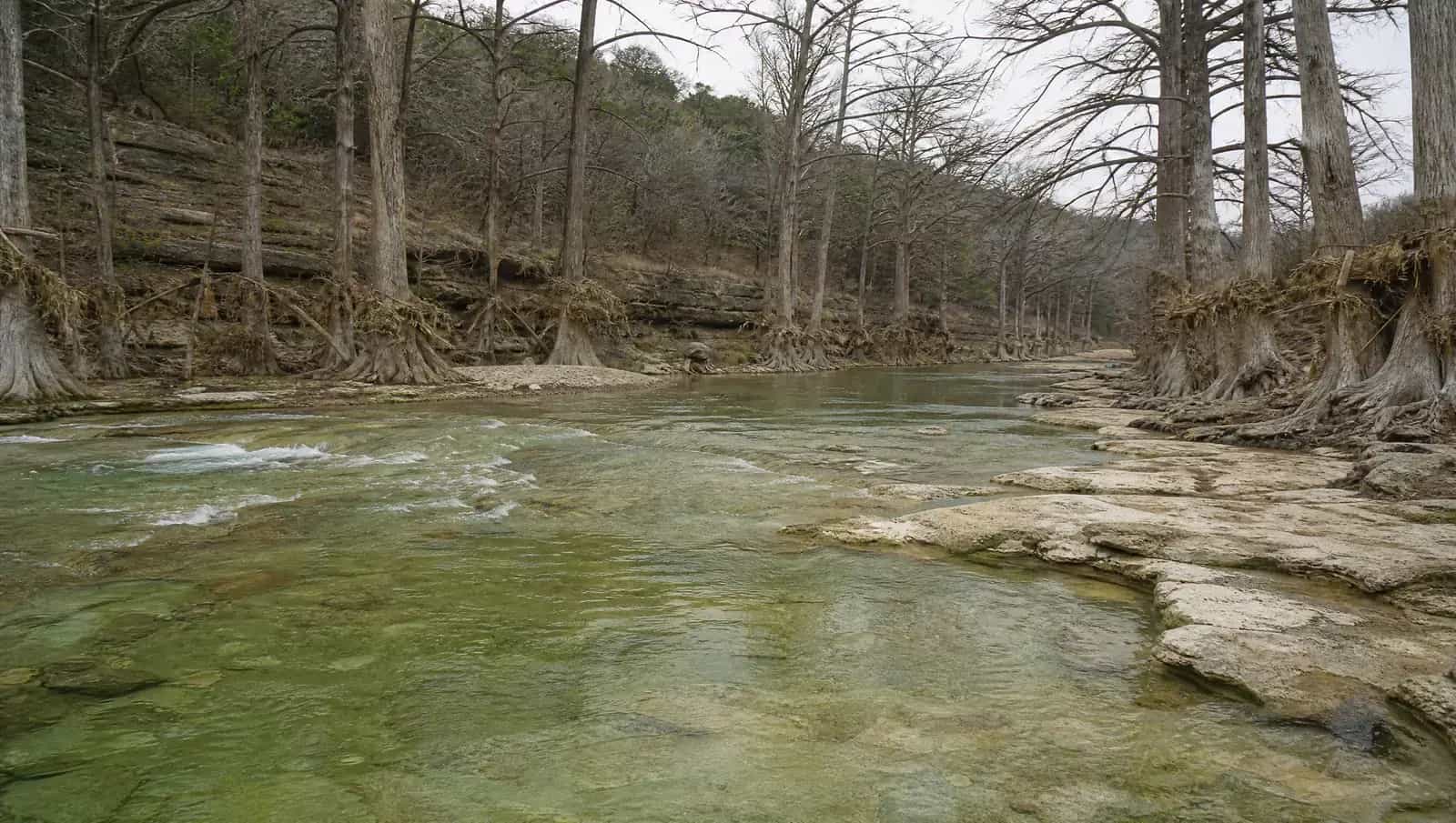 The Blanco River running past bald cypress trees, with a flood debris line caught high in the trunks