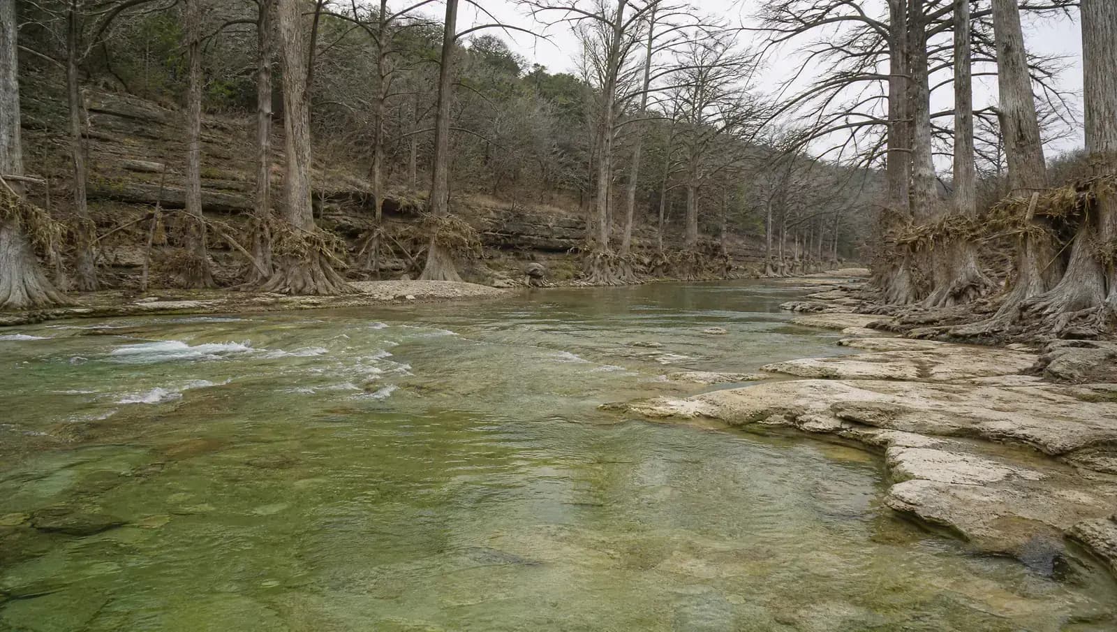 The Blanco River running past bald cypress trees, with a flood debris line caught high in the trunks