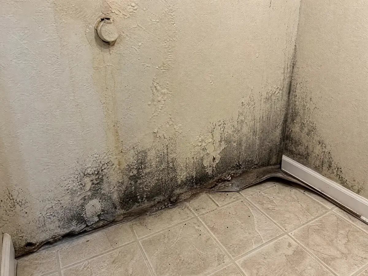 Dark mold growth spreading across the lower drywall and up a corner joint, with blistering paint and a water stain above it.